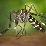 alerta sanitara in romania virusul chikungunya transmis de tantari a fost confirmat simptomele la care trebuie sa fii atent 697c7c3fe99d2