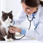 cabinetele veterinare in pericol de inchidere dupa o decizie a guvernului medicii ameninta animalele vor avea de suferit 695dff8d46f1a