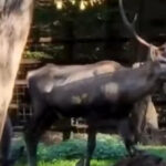 cerb carpatin sanatos gasit mort la gradina zoologica din targu mures ce avea animalul in sistemul digestiv 696e6949c81a6