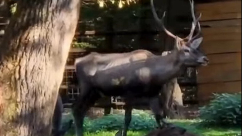 cerb carpatin sanatos gasit mort la gradina zoologica din targu mures ce avea animalul in sistemul digestiv 696e6949c81a6
