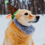 cum sa ti protejezi cainele de ger ce trebuie sa stii daca ai un astfel de animal de companie 6966296cce634