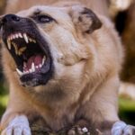 descoperire macabra in bucuresti o femeie a fost gasita fara viata cu muscaturi la gat provocate de cainii din curtea sa 695d05f986b77