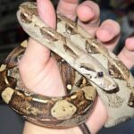 descoperire socanta intr un apartament din bihor crescatorie ilegala de vipere si tarantule foto 69690dddcca66