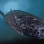 este orb traieste 500 de ani si vine din apele groenlandei controversele din jurul uneia dintre cele mai enigmatice specii din lume 6978492d80cf6