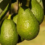 fructul care iti protejeaza inima cardiologii spun ca ajuta la reducerea colesterolului si mentinerea tensiunii arteriale 696f2694b7d71