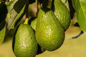 fructul care iti protejeaza inima cardiologii spun ca ajuta la reducerea colesterolului si mentinerea tensiunii arteriale 696f2694b7d71