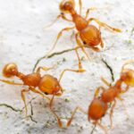 furnicile electrice se raspandesc rapid in franta muscaturile lor provoaca intepaturi dureroase si chiar soc anafilactic 696684b602e9d