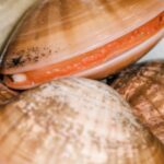 furtuna a dezvaluit lumea invizibila a marii plajele au ajuns sa fie acoperite cu de mii de scoici neobisnuite pentru litoralul marii negre 697a2a1e88928