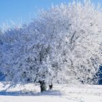 gerul pune stapanire pe romania cod de ninsoare si viscol in sud temperaturi de pana la 15 grade prognoza actualizata 69629116d5d7f