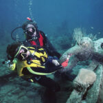 he dreamed of box office gold he found it on the ocean floor 696fce0b60875