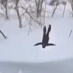 metoda inedita de a iesi din casa un rus a testat prospetimea zapezii sarind de la etajul 5 video 6972437ae0b0a