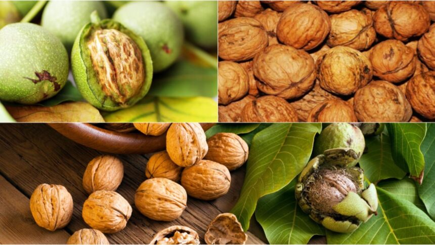 motivul pentru care nucile sunt considerate otrava tacuta semnele pe care majoritatea oamenilor le ignora 696ff32637e76