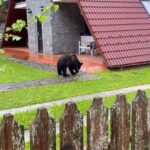 pe ce mai sparge banii rezista de la mediu diana buzoianu da 24 de milioane de lei pe garduri electrice pentru ursi 69726de81c12e