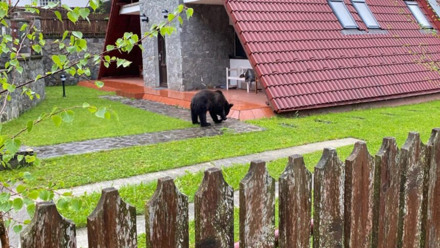 pe ce mai sparge banii rezista de la mediu diana buzoianu da 24 de milioane de lei pe garduri electrice pentru ursi 69726de81c12e