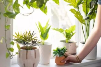 plante care atrag energia pozitiva si aduc prosperitate in casa conform principiilor feng shui 696f4b02ac14a