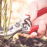 plantele din curte pe care trebuie sa le tunzi in luna ianuarie gradina ta se va transforma intr un adevarat paradis pe timpul verii 6968bcc79a960