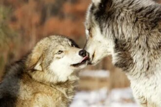 rolul esential al lupului omega cel mai slab rang din lumea lupilor fara el haita s ar destrama iar masculul alfa ar fi un nimeni 697b92093e5a1