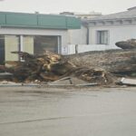 sfarsitul unui simbol ultimul martor al codrilor vlasiei stejarul secular din bucuresti s a prabusit care ar fi fost cauzele foto 695e4bbb02ccd