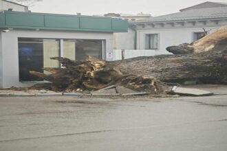 sfarsitul unui simbol ultimul martor al codrilor vlasiei stejarul secular din bucuresti s a prabusit care ar fi fost cauzele foto 695e4bbb02ccd