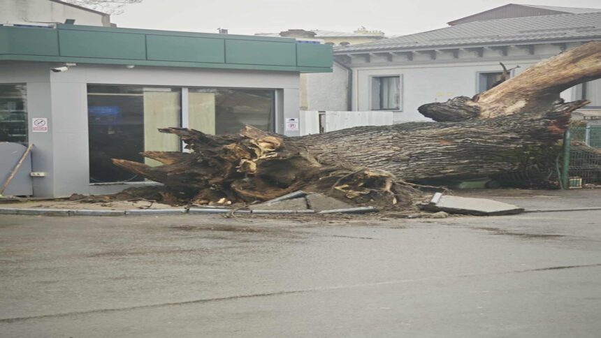 sfarsitul unui simbol ultimul martor al codrilor vlasiei stejarul secular din bucuresti s a prabusit care ar fi fost cauzele foto 695e4bbb02ccd