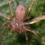 un paianjen veninos a pus stapanire pe o destinatie europeana preferata de romani muscaturile pot provoca necroza 696c0748537c9