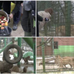 video cum sunt protejate animalele de ger gradina zoo din tara unde maimutele primesc zilnic ceai cald iar leii au incalzire in pardoseala 69768a8404c4e