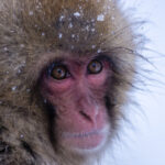 video gerul greu de suportat si de animalele de la zoo cum sunt protejate de frigul extrem cele mai sensibile sunt maimutele 6963e0bda4af4