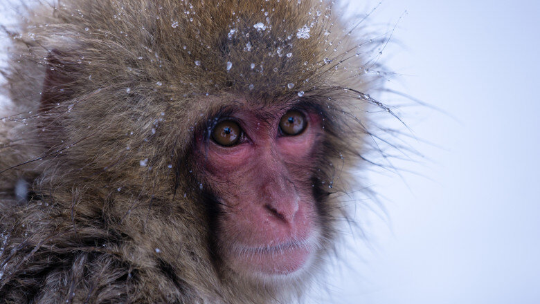 video gerul greu de suportat si de animalele de la zoo cum sunt protejate de frigul extrem cele mai sensibile sunt maimutele 6963e0bda4af4