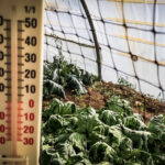 video lovitura primita de agricultori odata cu gerul care s a abatut peste romania costuri duble pentru incalzirea solariilor 69672c4b8d060