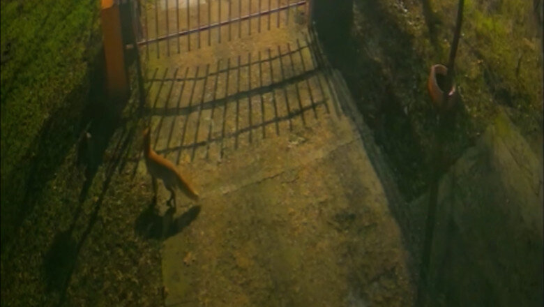 video trei vulpi au fost surprinse de camere in centrul bucurestiului explicatiile specialistilor 6963323daec77