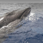 virus mortal detectat in respiratia balenelor din arctica cu ajutorul dronelor explicatia pentru esuarile in masa ale mamiferelor 6963db3356e0b