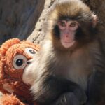 abandonat la nastere si a gasit un companion pe viata povestea emotionanta a puiului maimuta care a inspirat japonia video 699831989bd78