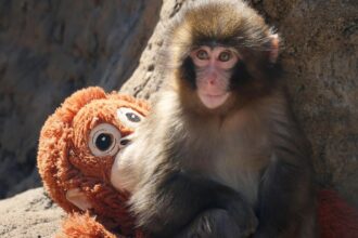 abandonat la nastere si a gasit un companion pe viata povestea emotionanta a puiului maimuta care a inspirat japonia video 699831989bd78