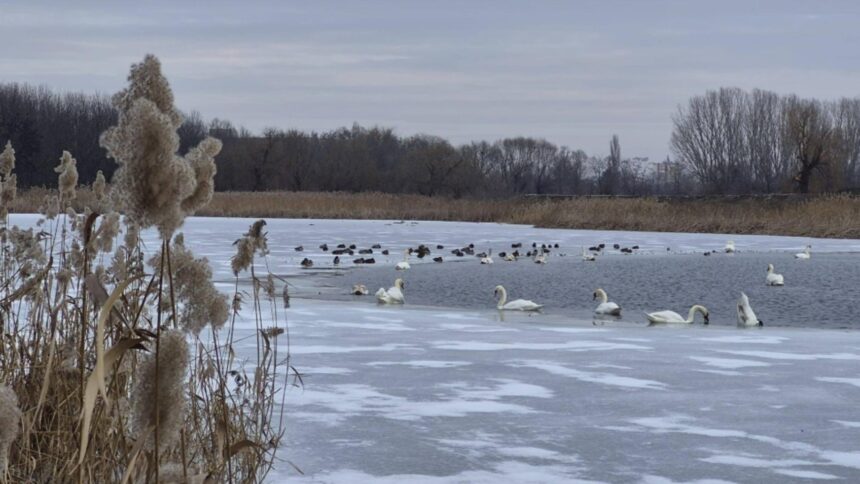 alerta de gripa aviara in judetul vaslui patru lebede au fost gasite moarte pe lacul prodana din barlad 698621c9551be