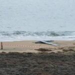 alerta la marea neagra posibil fragment de drona descoperit pe plaja din mamaia 69948482a6220