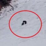 alerta uriasa inainte de vacanta de schi a copiilor ursi observati pe o partie celebra din poiana brasov video 6984873d97939