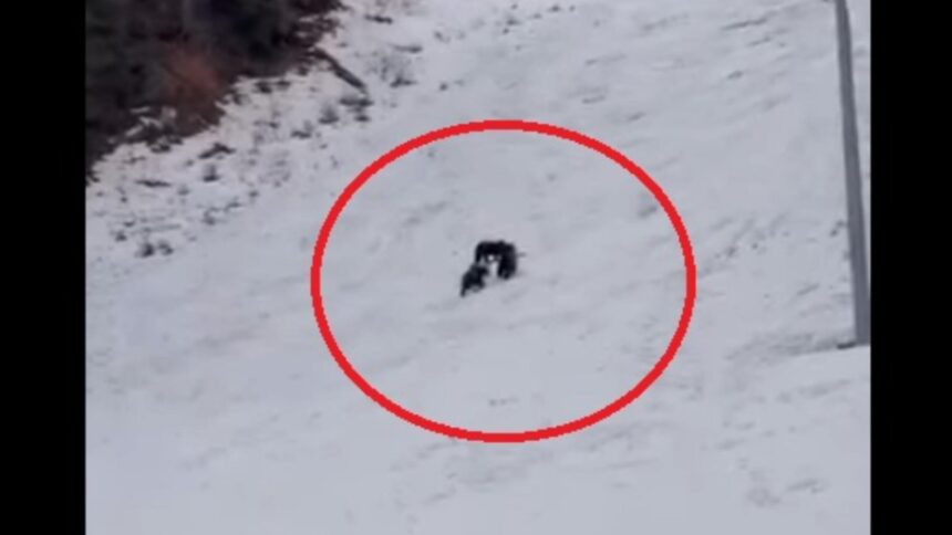 alerta uriasa inainte de vacanta de schi a copiilor ursi observati pe o partie celebra din poiana brasov video 6984873d97939