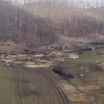 anuntul prefecturii cluj despre sutele de bizoni si cerbi morti de la exploatatia recea cristur sunt si animale vii neingrijite 6999e4dfbe775