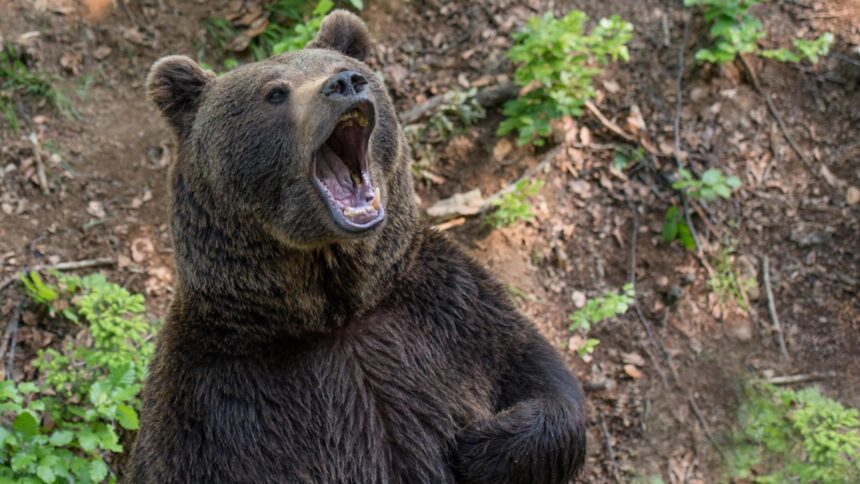 barbat atacat de urs in mures in timp ce se afla la pasunat cu animalele a fost transportat la spital 6993250319e0d