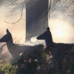 caprioarele folosesc semnale ultraviolete care stralucesc in padure pentru a comunica 69a27a28bb7dd