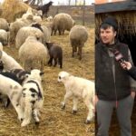 cat va costa mielul de paste in 2026 marturii de la fermieri video 6991ed59c8277
