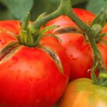 cat vor costa rosiile romanesti in martie pretul soc care ii va face pe romani sa ocoleasca tarabele 699aaa66aad73