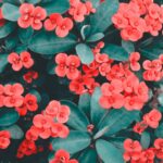 ce flori sa i oferi iubitei de ziua indragostitilor in functie de zodie 698f09d697857