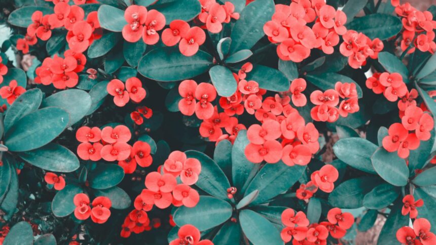 ce flori sa i oferi iubitei de ziua indragostitilor in functie de zodie 698f09d697857