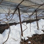 dezastru in agricultura viscolul pune la pamant solariile si lasa legumicultorii in pragul falimentului fotovideo 699a9f109447f