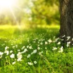 europa se incalzeste brusc un dom de aer cald aduce temperaturi de primavara in plina iarna 699c1471166c0