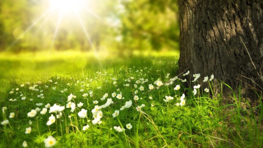 europa se incalzeste brusc un dom de aer cald aduce temperaturi de primavara in plina iarna 699c1471166c0