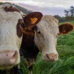 germania introduce gazometrul bovin ministrul mediului vrea sa masoare exact cat gaz produce fiecare animal 698cccba28c66