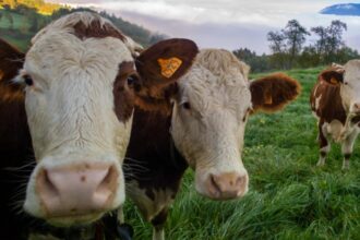 germania introduce gazometrul bovin ministrul mediului vrea sa masoare exact cat gaz produce fiecare animal 698cccba28c66