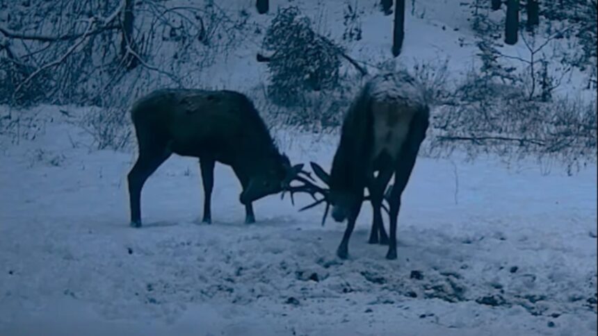 imagini inedite intr o padure administrata de ocolul silvic malini doi cerbi tineri filmati cand isi testeaza forta coarnelor video 698247dbc6093